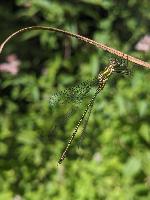 Chalcolestes viridis
