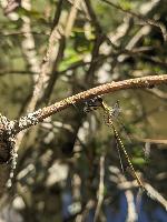 Chalcolestes viridis