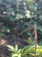 Chalcolestes viridis