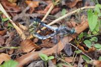 Orthetrum albistylum