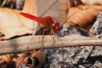 Crocothemis erythraea