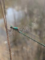 Chalcolestes viridis