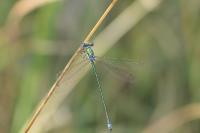 Lestes virens