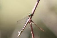 Chalcolestes viridis
