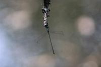 Chalcolestes viridis