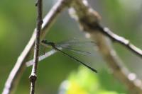Chalcolestes viridis