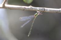 Chalcolestes viridis