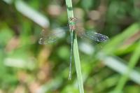 Chalcolestes viridis