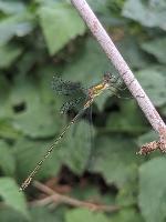 Chalcolestes viridis