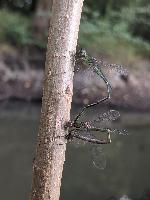 Chalcolestes viridis