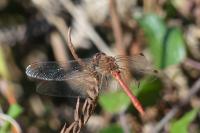 Sympetrum meridionale