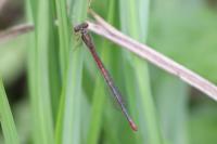 Ceriagrion tenellum