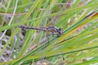 Sympetrum danae