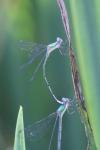 Chalcolestes viridis