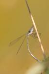 Chalcolestes viridis
