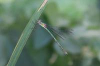Chalcolestes viridis