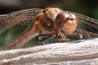 Sympetrum striolatum