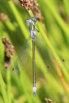 Lestes sponsa