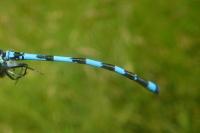 Coenagrion mercuriale