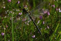 Cordulegaster boltonii