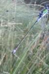 Lestes sponsa