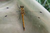 Sympetrum danae