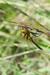 Sympetrum danae