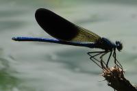 Calopteryx xanthostoma