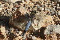 Orthetrum cancellatum