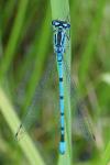 Coenagrion puella