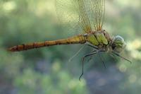 Sympetrum striolatum