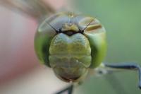 Sympetrum striolatum