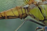 Sympetrum striolatum