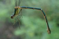 Chalcolestes viridis