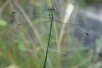 Lestes virens virens