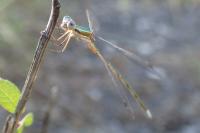 Lestes virens virens