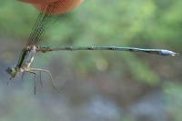 Lestes virens virens