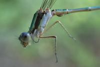 Lestes virens virens