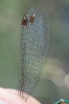 Lestes virens virens