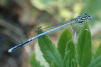 Platycnemis latipes