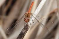 Sympetrum meridionale