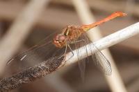 Sympetrum meridionale