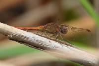 Sympetrum meridionale