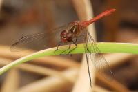 Sympetrum meridionale
