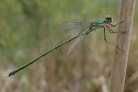 Chalcolestes viridis