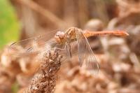 Sympetrum meridionale