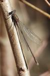 Chalcolestes viridis