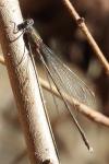 Chalcolestes viridis