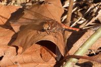 Sympetrum striolatum