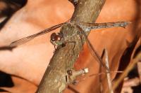 Sympetrum striolatum